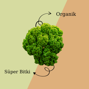 Organik Kale Yaprağı