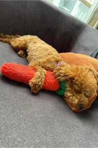 Tombik Havuç Peluş Köpek Oyuncağı