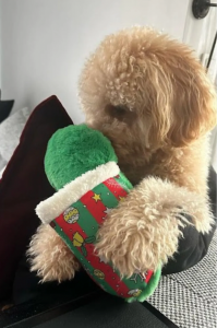 Özel tasarımıyla Peluş Terlik Mama Saklamalı Köpek Zeka Oyuncağı Sesli Köpek Oyuncağı