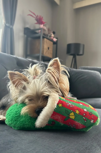 Özel tasarımıyla Peluş Terlik Mama Saklamalı Köpek Zeka Oyuncağı Sesli Köpek Oyuncağı